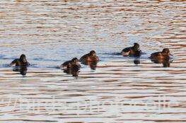 キンクロハジロ　2025.12.13