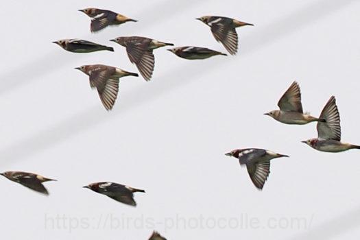 コムクドリ220424-2