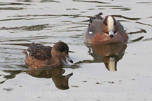 ヒドリガモ　2026.02.24