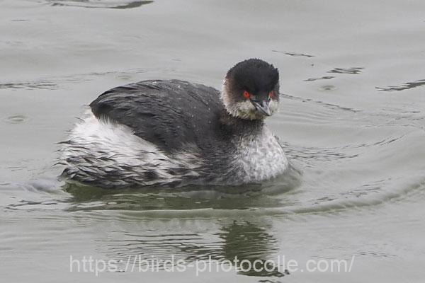 昨日は見落としたか？ハジロカイツブリ　2025.12.20