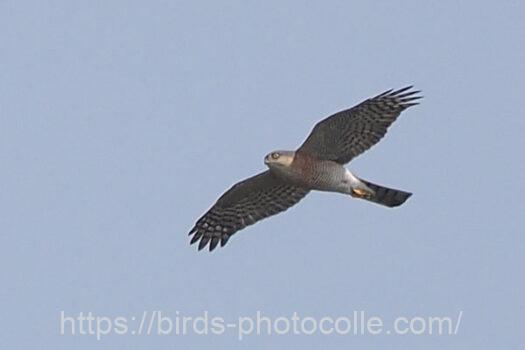 ハイタカ　2025.03.27