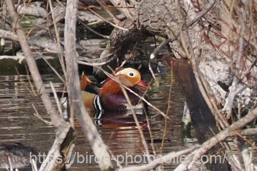 オシドリ 2025.04.05