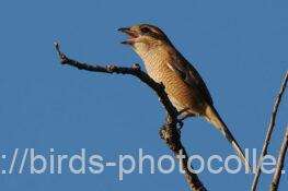 モズの高鳴き　2025.10.08