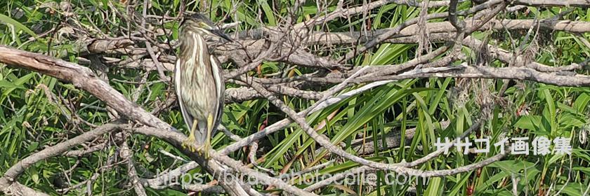 勅使池 ササゴイ