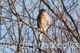 ハイタカ　2026.02.18