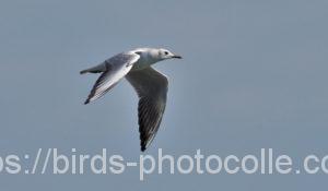 ユリカモメ210928