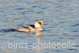 間もなく冬羽にミコアイサ♂　2025.11.22
