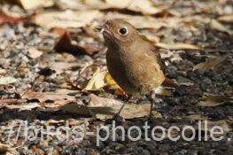 ジョウビタキ　2025.11.19