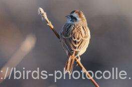 ホオジロ　2026.01.30