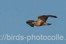 ノスリ　2025.11.29