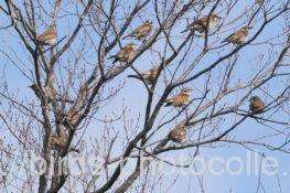 ツグミ　2026.03.07