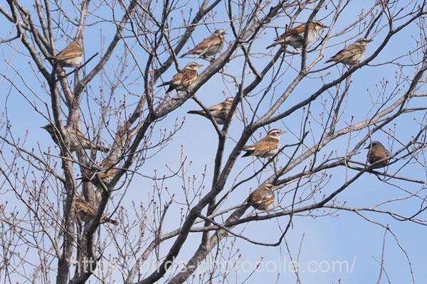 ツグミ　2026.03.07