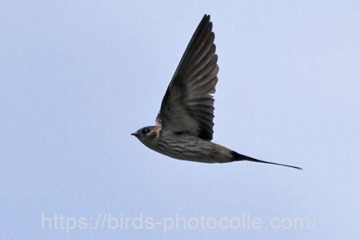 コシアカツバメ　2024.06.27