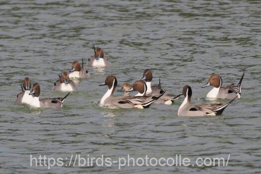 オナガガモ　2025.02.13