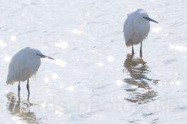 コサギ　2025.11.26