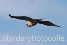 ノスリ　2025.11.15