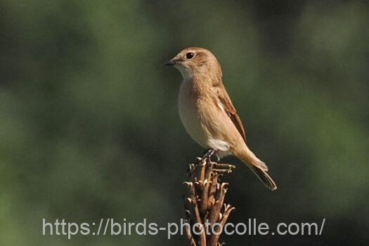 ノビタキ　2024.10.11