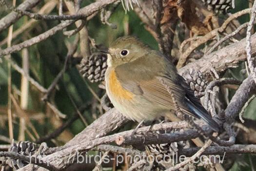 ルリビタキ　2024.03.02