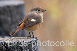 ジョウビタキ 2025.12.08