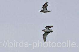 オジロトウネン　2025.09.29