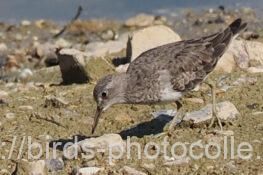 オジロトウネン　2025.09.16