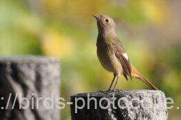 ジョウビタキ 2025.11.21