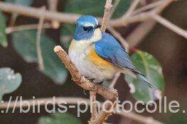 ルリビタキ　2026.01.23