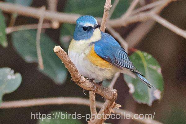 ルリビタキ 2026.01.23