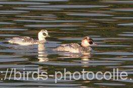 ミコアイサ　2025.12.05