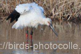 コウノトリ（J0828）　2026.02.02