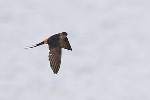 コシアカツバメ　2023.06.21