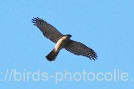 ハイタカ　2026.01.06