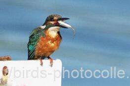 カワセミ　2025.10.08