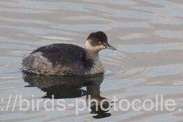 点在して計5羽ハジロカイツブリ　2025.12.05