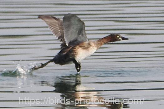 カイツブリ　2025.03.21