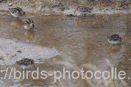 5羽に増　タシギ　2026.01.29