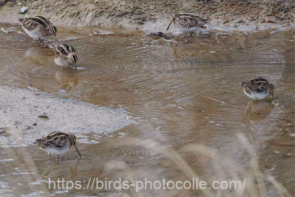 5羽に増 タシギ 2026.01.29