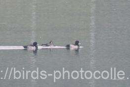 キンクロハジロ　2025.10.15