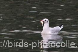 ユリカモメ　2024.11.14