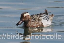 シマアジ 2024.04.10