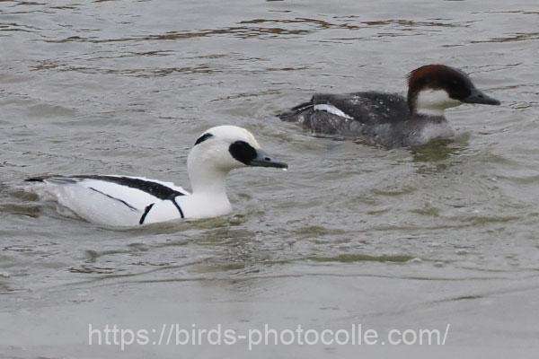 ミコアイサ 2026.01.27