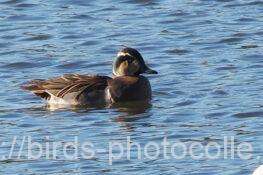 1羽だけ残ったトモエガモ　2025.12.18