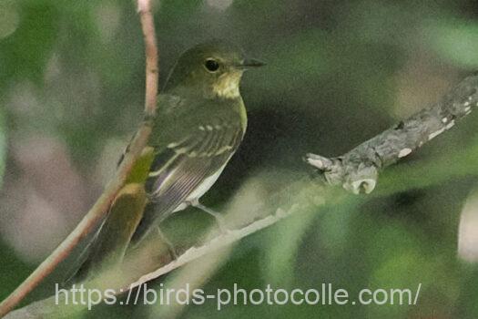 キビタキ　2024.10.17