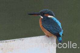 カワセミ　2025.11.15