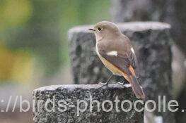 ジョウビタキ　2025.11.11