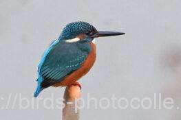 カワセミ　2026.01.16