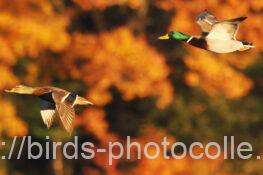 マガモ　2025.12.15