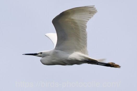 コサギ　2023.06.21