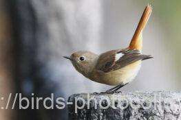 ジョウビタキ　2025.11.27