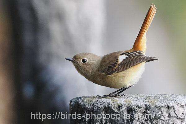 ジョウビタキ　2025.11.27